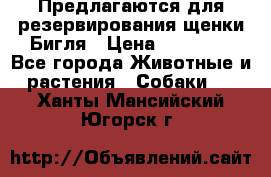 Предлагаются для резервирования щенки Бигля › Цена ­ 40 000 - Все города Животные и растения » Собаки   . Ханты-Мансийский,Югорск г.